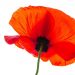 corn-poppy-gb9e5662d1_640