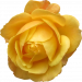 flower-g43f6eac8a_640