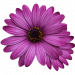 flower-marigolds-gae256f025_640