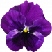 pansy-g428418a76_640