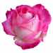 rose-gd68bf776f_640