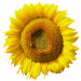 sunflower-g9de8056b3_640